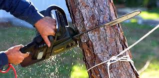 How Our Tree Care Process Works  in  Ellaville, GA