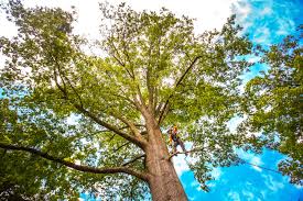  Ellaville, GA Tree Care Pros