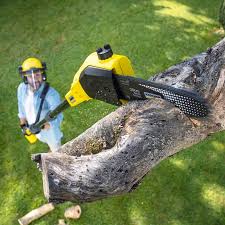 Best Tree Maintenance Programs  in Ellaville, GA