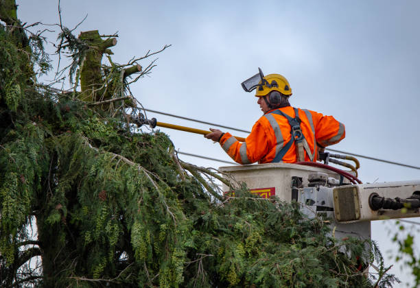 How Our Tree Care Process Works  in  Ellaville, GA