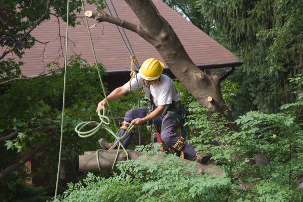Best Aeration Services  in Ellaville, GA