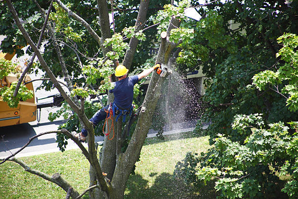 Best Storm Damage Tree Cleanup  in Ellaville, GA