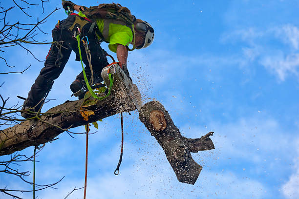 Best Utility Line Clearance  in Ellaville, GA
